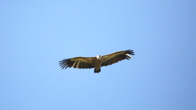 Photo of Villasalto, LIFE Safe for Vultures, liberati altri sette grifoni