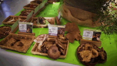 Photo of Putifigari, 40ª Mostra Micologica del Capo di Sopra