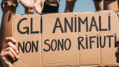 Photo of Guidonia: tre anni di promesse mancate per i diritti degli animali