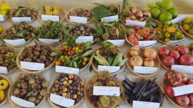 Photo of Sicolo: “Patrimonio Unesco merito degli agricoltori: ora rilanciamo l’agricoltura italiana”