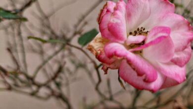 Photo of Francia: due neonati in un congelatore nell’Alta Saona