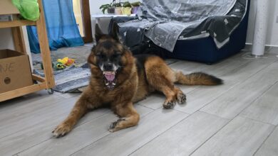 Photo of Quasi 800 realtà che in Sardegna si occupano di animali domestici