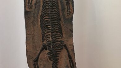 Photo of Comiso, il notosauro in mostra al Museo di Storia Naturale