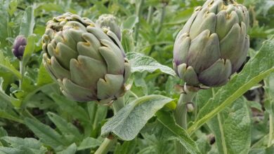 Photo of Brindisi, carciofi lasciati sui campi, CIA Puglia: “Prezzo al produttore è elemosina”