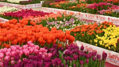 Photo of Tulipark Day: a Sicilia Outlet Village un giardino con 100mila tulipani veri
