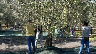Photo of Bitonto, fotovoltaico: previsti 50mila espianti di ulivi. La Cia si oppone