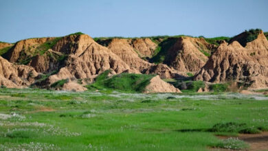 Photo of Il Negev si colora di rosso per la fioritura degli anemoni