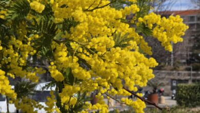 Photo of La festa del papà, idee regalo