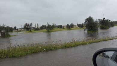 Photo of Puglia allagata, agricoltura sott’acqua: gravi danni al comparto primario