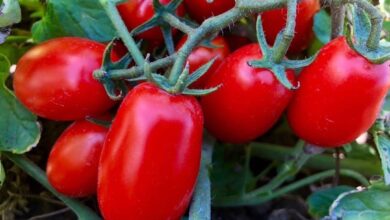 Photo of Pomodoro, manca intesa sul prezzo. Cia Puglia: “Ritardo penalizza i produttori”