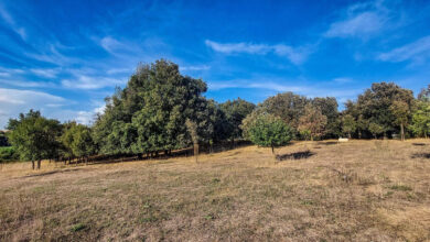 Photo of Roma, al parco Appia Antica arrivano i sensori linfatici Plantvoice