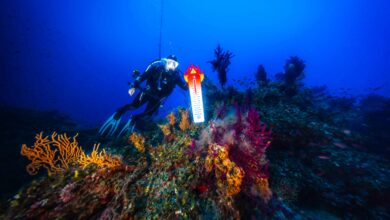 Photo of Il progetto “Mare Caldo” di Greenpeace Italia rivela che anche i mari italiani continuano a scaldarsi,