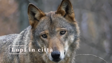 Photo of Caramanico Terme, “Lupi in città”, il documentario prodotto nell’ambito del progetto europeo LIFE WILD WOLF