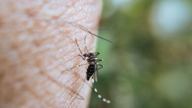 Photo of Un caso di Dengue nell’Empolese. L’Asl in campo con l’Igiene pubblica