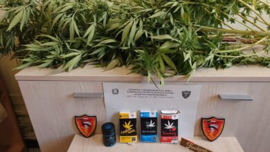 Photo of Petilia Policastro: sorpreso con piante di canapa indiana sul balcone: denunciato dai Carabinieri