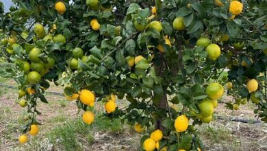 Photo of In Sicilia il limone della Piana di Bagheria è un nuovo Presidio Slow Food