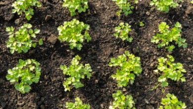 Photo of FederBio: “Il futuro del cibo passa dall’innovazione agroecologica”